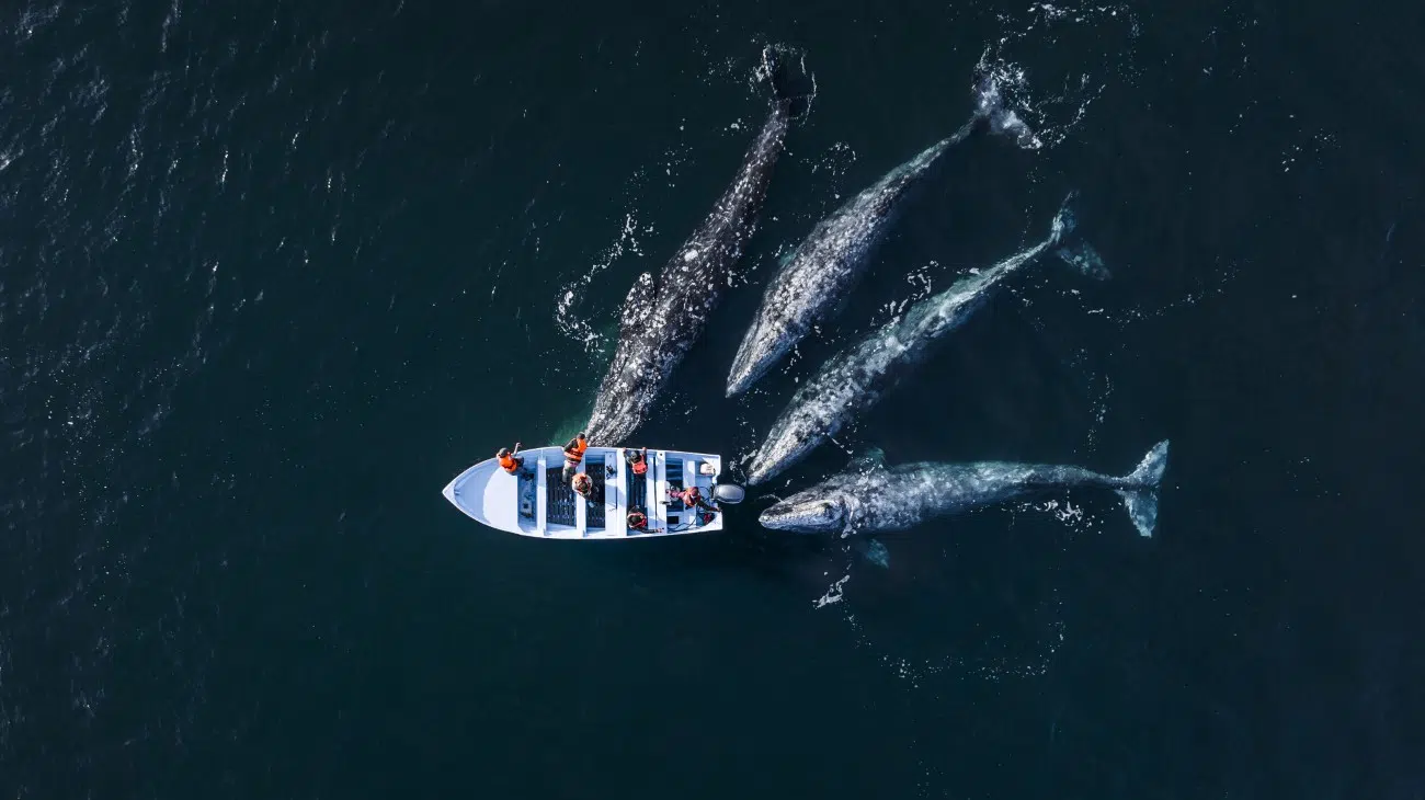 Grey whales in Baja, California approaching a fishing skiff