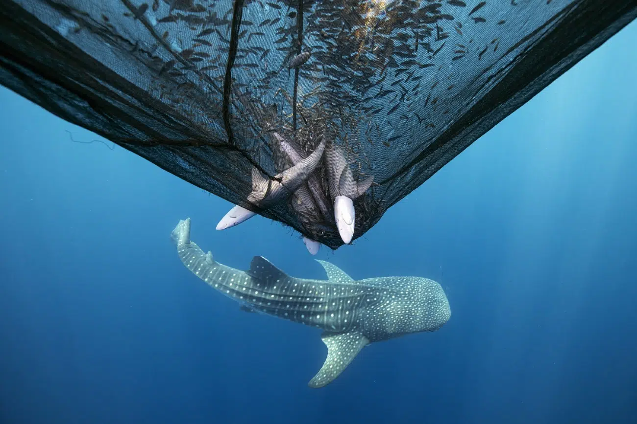 Sharks trapped in a fishing next in Indonesia