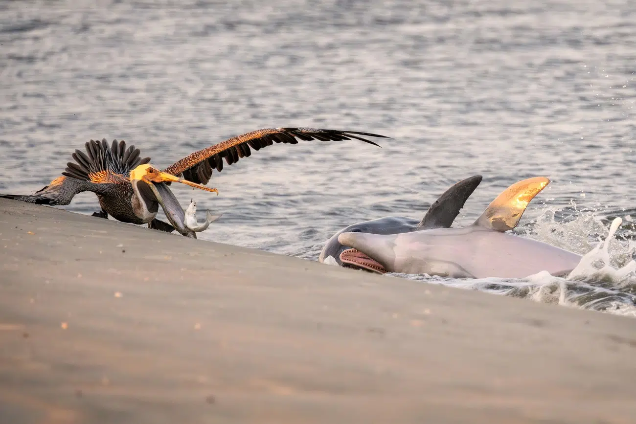 Pelican trying to steal a fish from dolphins