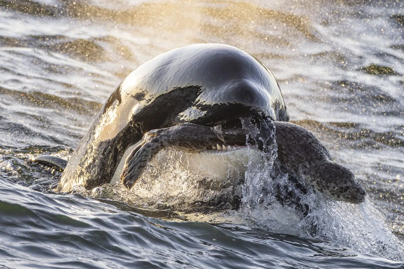 Orca with a harbor seal in its mouth