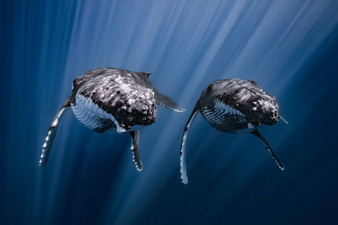 A pair of synchronized humpback whales