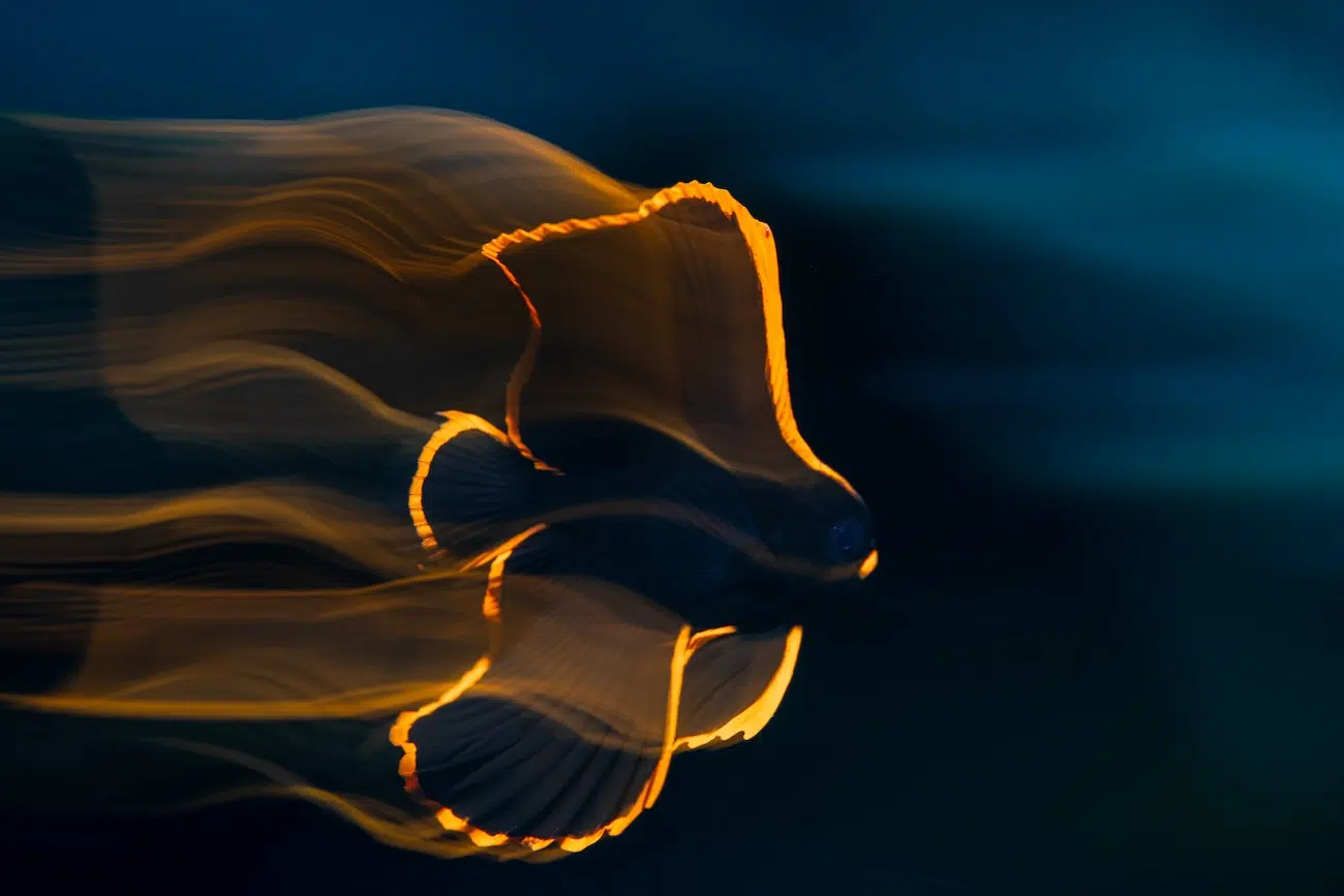 Juvenile Pinnate Batfish underwater with an orange glow outlining it