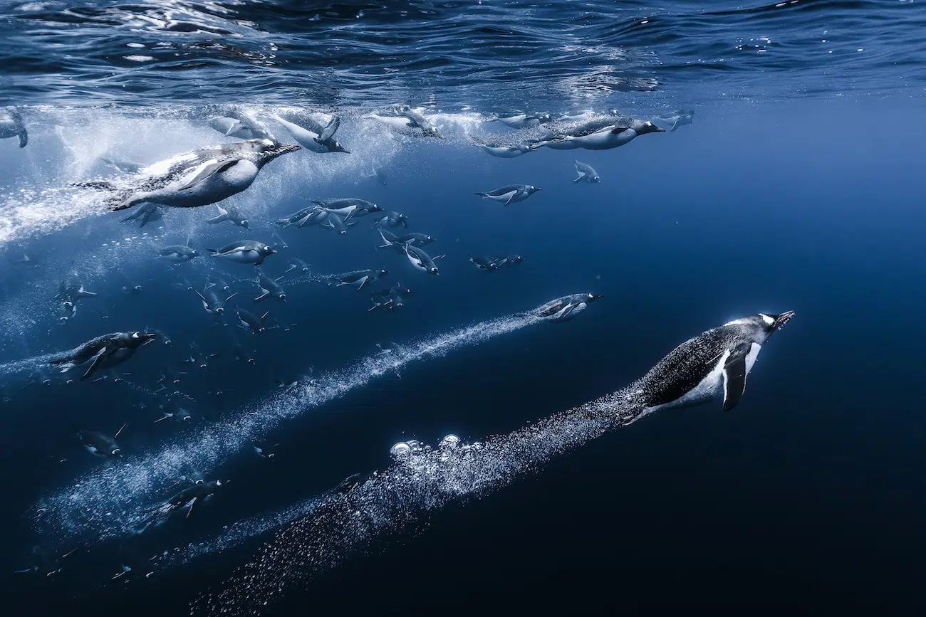 Gentoo penguins diving in Antarctic waters