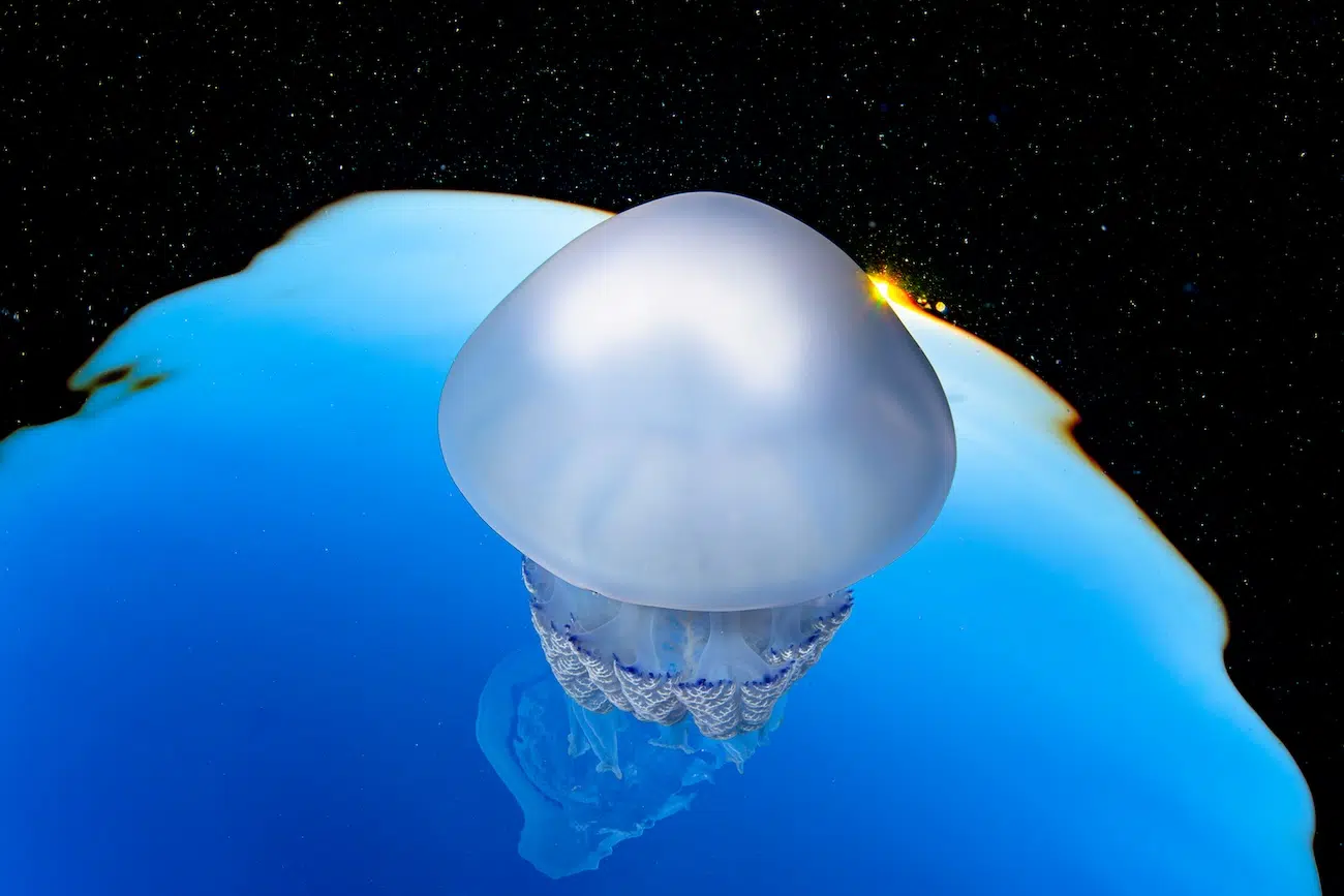 Jellyfish under water that looks like an alien or rocket in space