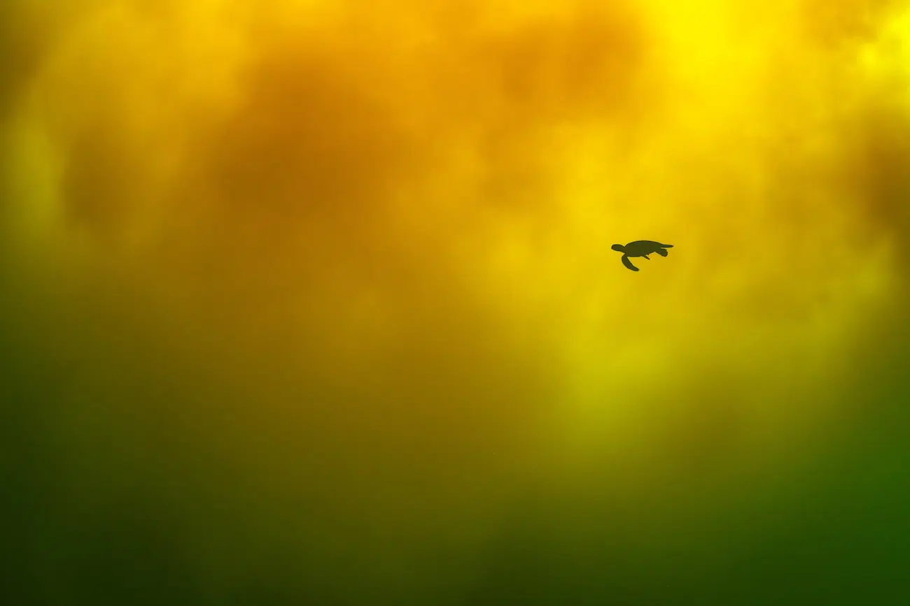 Underwater photo of a turtle silhouette near Mount Iwo on Satsuma-Iojima Island, where the underwater aurora can be seen in hues of yellow, orange, and tinges of green