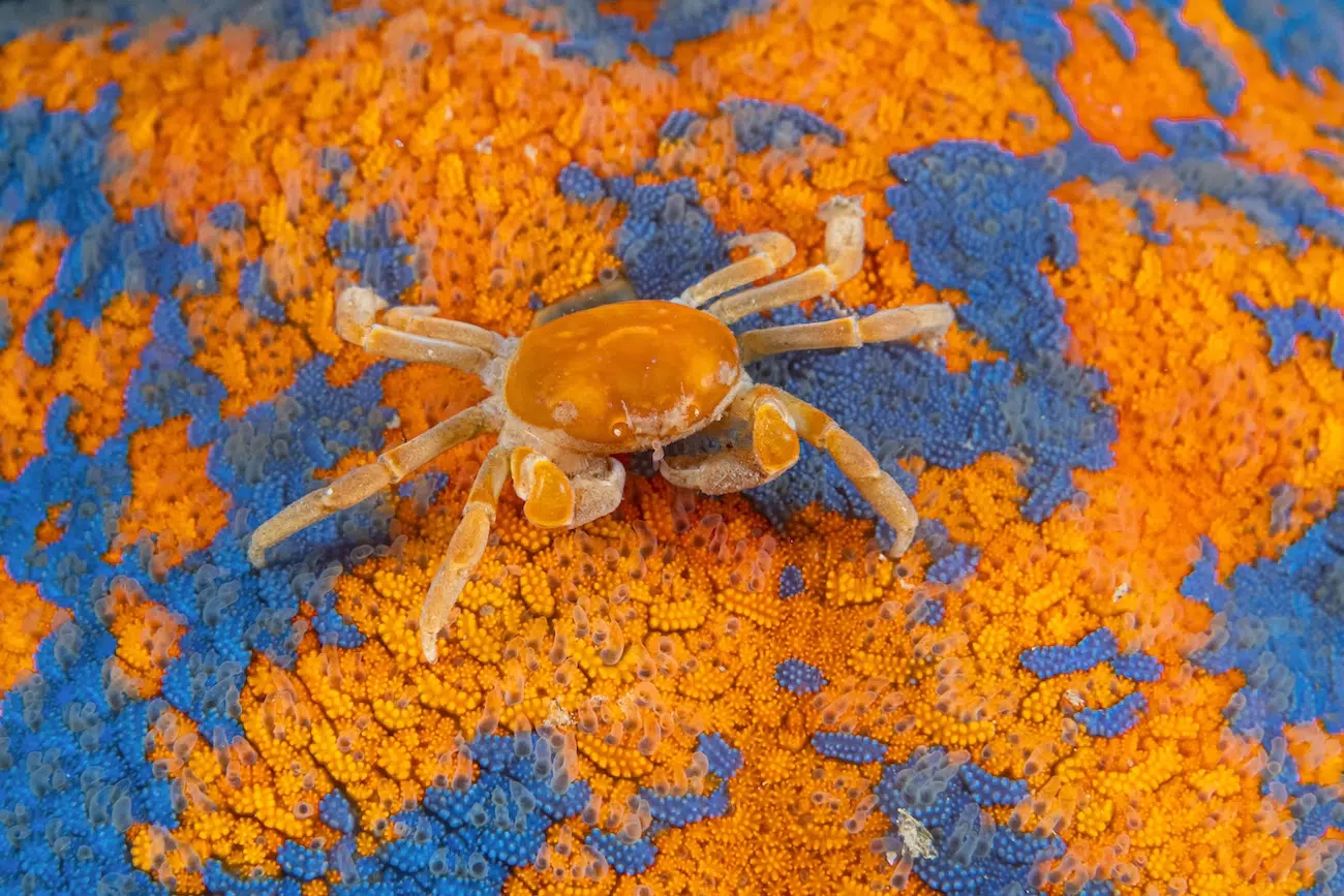 Pea crab in the Rudnaya Bay area