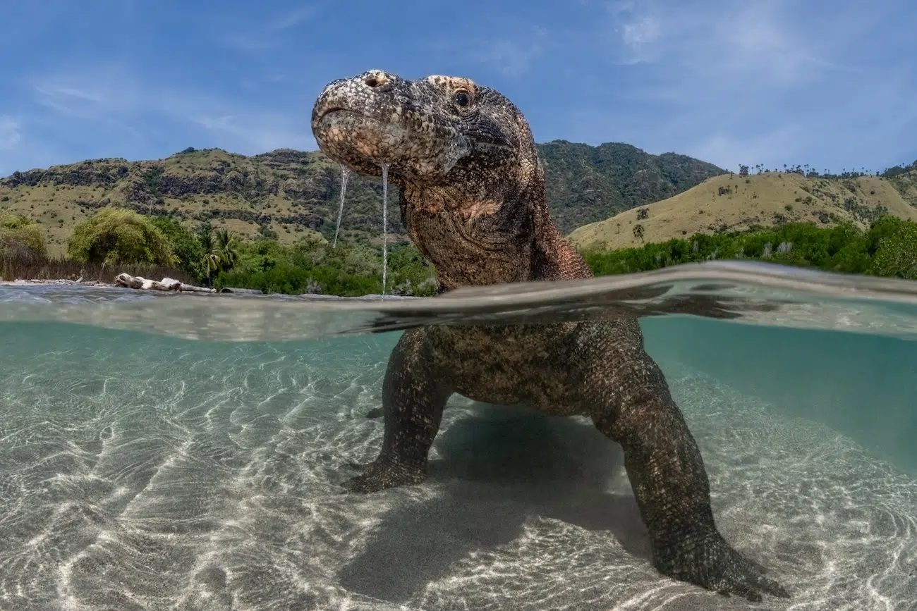 Komodo dragon half submerged in water but with its head sticking out above water