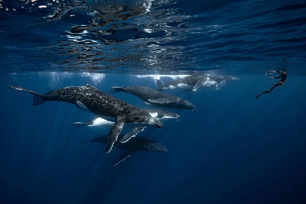 An underwater whale watching guide observing humpback whales in French Polynesia