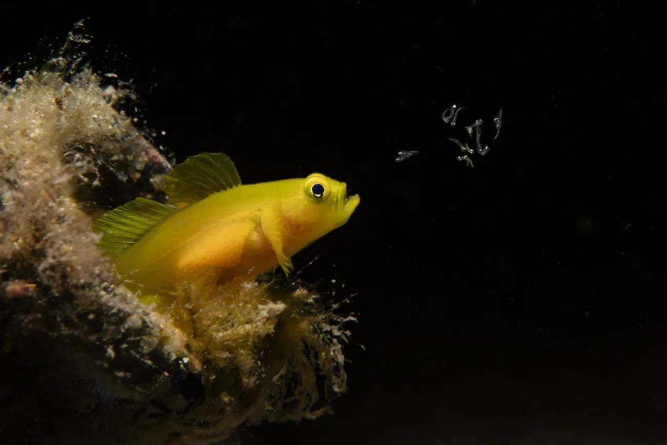 Larval dispersal behavior observed during the hatching of the yellow pigmy goby