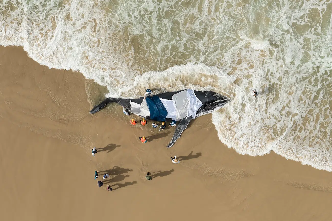 Aerial photo of a humpback whale that washed ashore as people are gathered around her, trying to save her