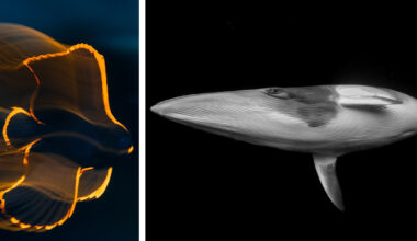 Incredible Finalists of the 2025 Ocean Photographer of the Year