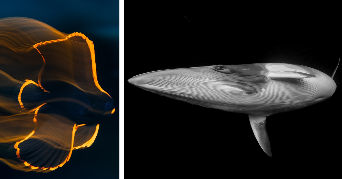 Incredible Finalists of the 2025 Ocean Photographer of the Year
