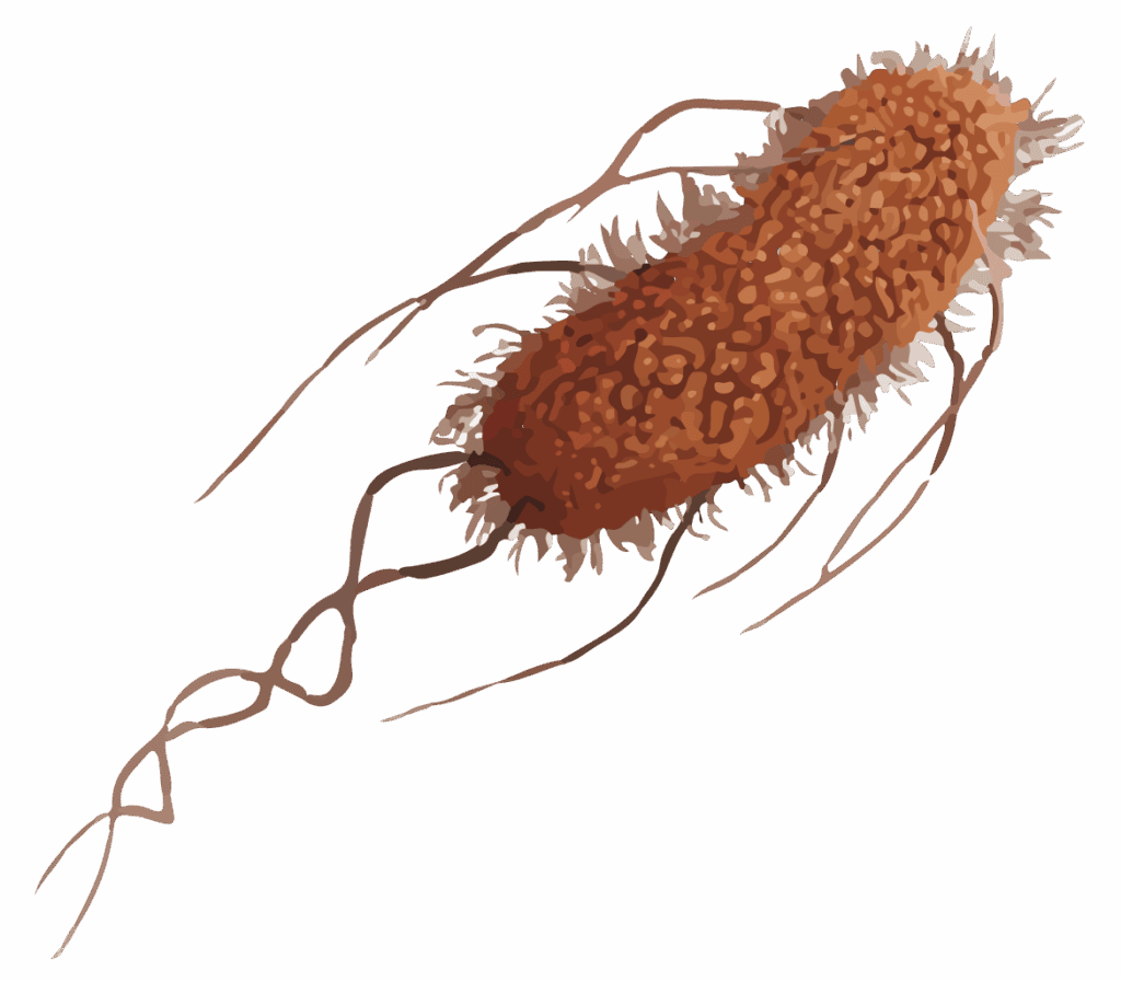 Artist's rendition of Escherichia Coli