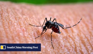 How mosquito-borne viruses chikungunya, dengue and Zika got their names