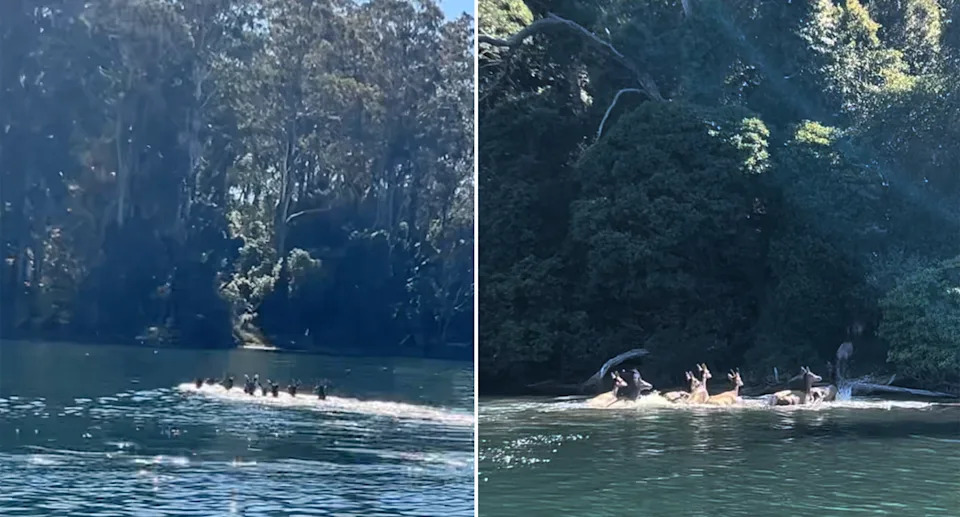 Feral deer pictured swimming in a pack in the Narooma inlet in NSW.
