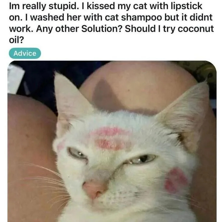 Cat with lipstick marks on its face sits on a lap. Text above asks for advice on removing lipstick after cat shampoo didn't work, considering coconut oil
