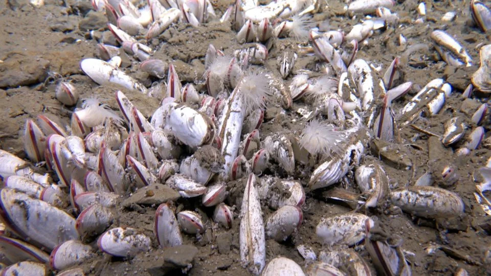 Scientists observed invertebrate species, including clams, in the hadal trenches. - Institute of Deep-sea Science and Engineering/Chinese Academy of Sciences (IDSSE, CAS)