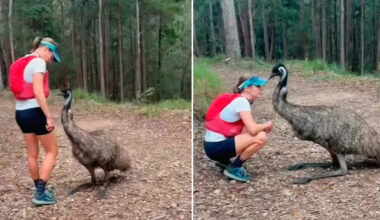 Incredible theory behind runner's 'amazing' emu interaction in Aussie park