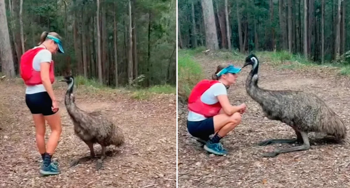 Incredible theory behind runner's 'amazing' emu interaction in Aussie park