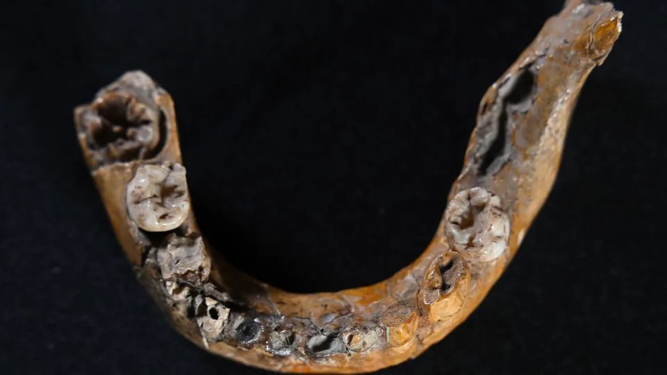 The lower jaw of the child at the Skhul Cave site had Neanderthal features. - Tel Aviv University