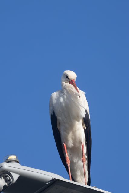 White Stork pictured on a lamppost in Lusk. Pic: Paul Lynch