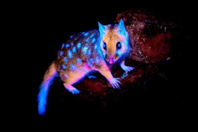 A small spotted marsupial with blue glowing spots on its fur is standing on a rock at night, illuminated by ultraviolet light against a dark background.