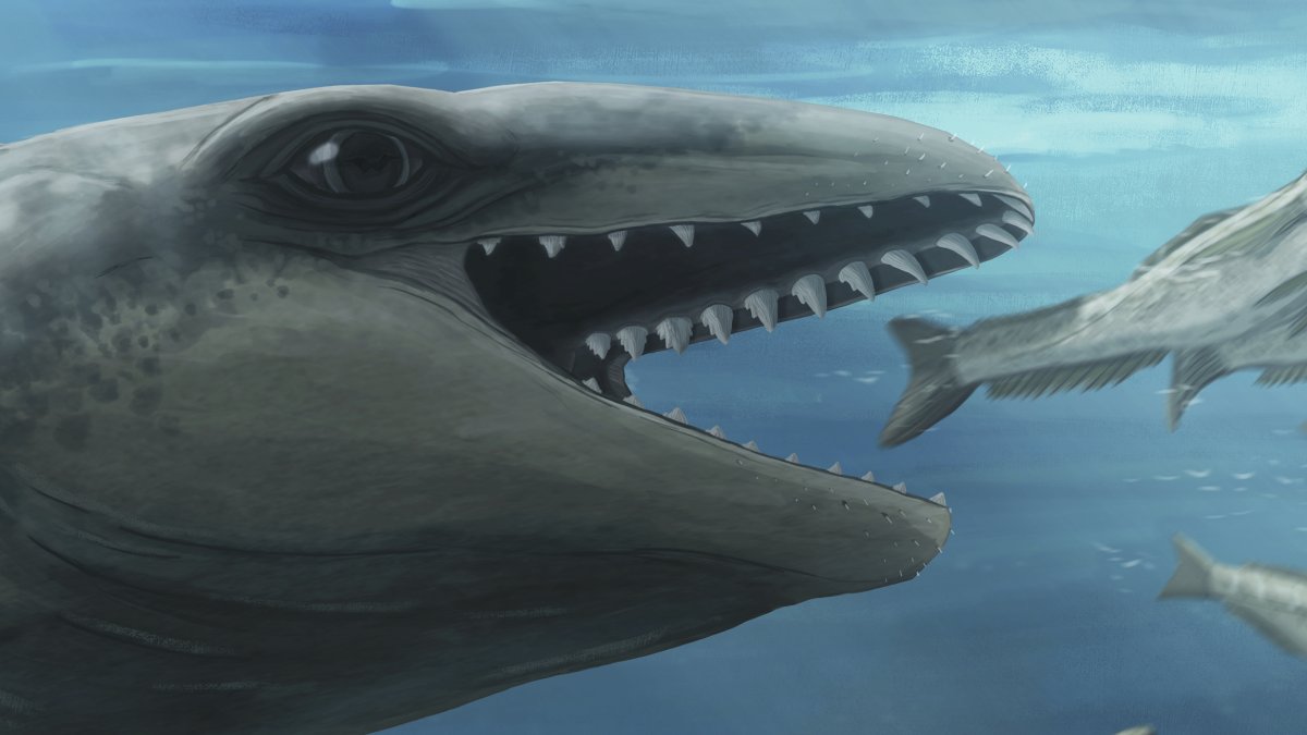 Cartoonish but carnivorous: New whale fossil reveals ferocious past