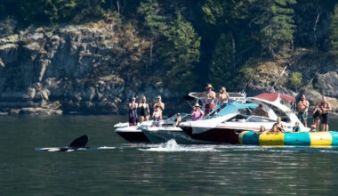 B.C. man sees a pod of orca whales up close in Howe Sound
