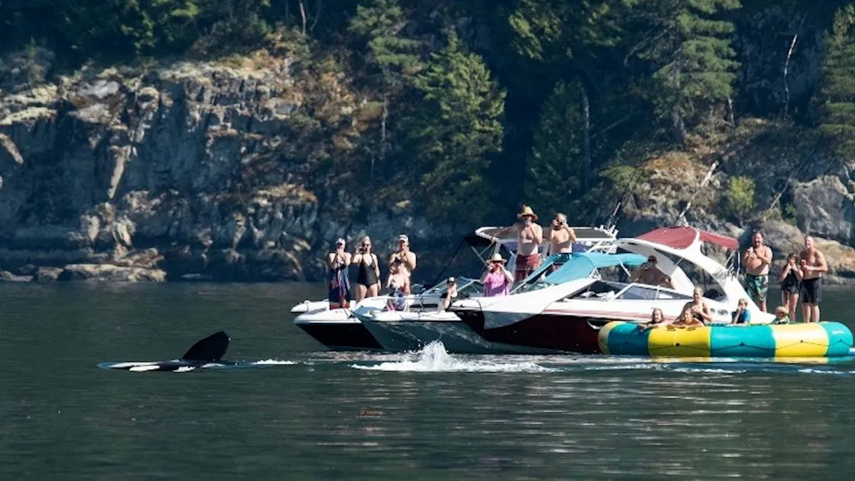 B.C. man sees a pod of orca whales up close in Howe Sound