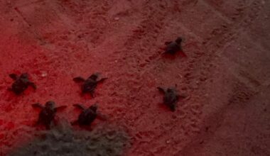48 baby turtles hatch, reach sea in western Türkiye