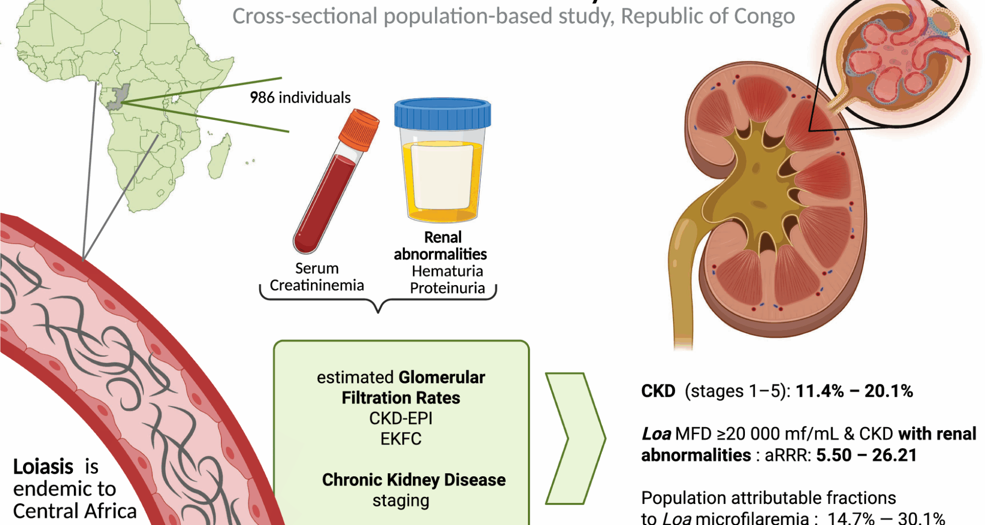 Chronic kidney disease related to Loa loa microfilaremia in a rural area of the Republic of Congo: a population-based cross-sectional study | Infectious Diseases of Poverty