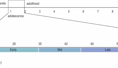 Adolescent nicotine exposure and persistent neurocircuitry changes: unveiling lifelong psychiatric risks