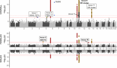 Genome-wide association meta-analysis of human olfactory identification discovers sex-specific and sex-differential genetic variants