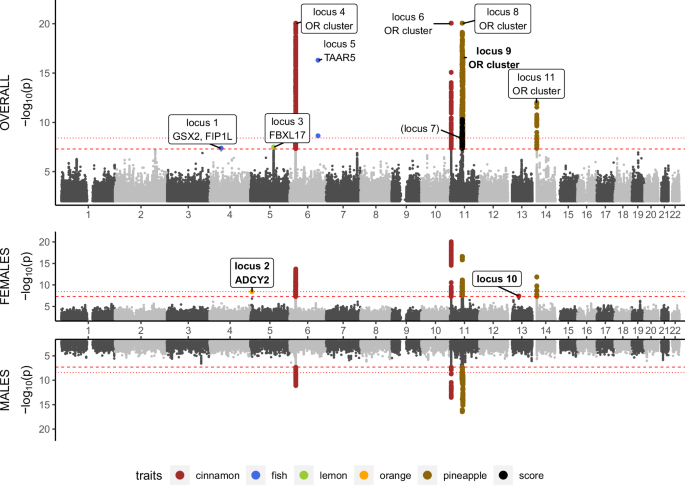 Genome-wide association meta-analysis of human olfactory identification discovers sex-specific and sex-differential genetic variants