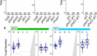 Genetic architecture of a light-temperature coincidence detector