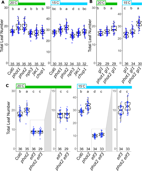 Genetic architecture of a light-temperature coincidence detector