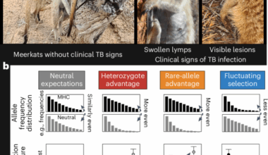 Twenty years of tuberculosis-driven selection shaped the evolution of the meerkat major histocompatibility complex
