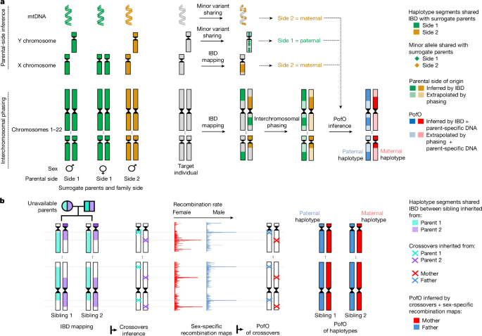 Parent-of-origin effects on complex traits in up to 236,781 individuals