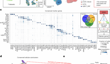 Analysis of individual patient pathway coordination in a cross-species single-cell kidney atlas