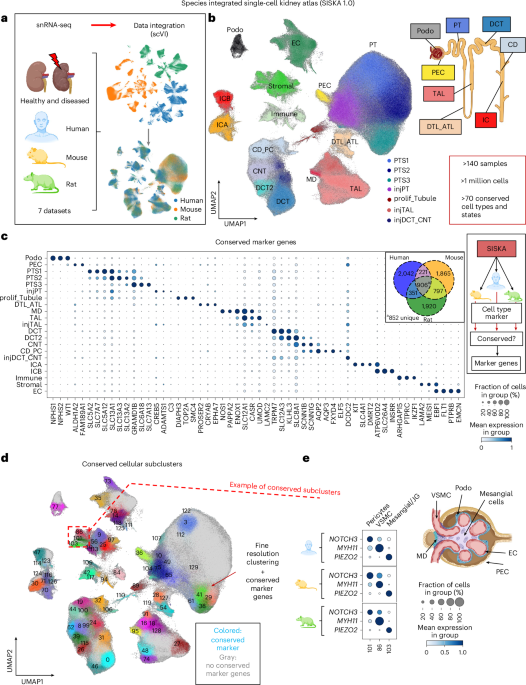 Analysis of individual patient pathway coordination in a cross-species single-cell kidney atlas