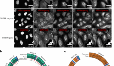 Morphological map of under- and overexpression of genes in human cells