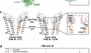 Atomistic mechanism of non-selective cation permeation in cyclic nucleotide-gated CNGA1 ion channel by molecular dynamics simulations