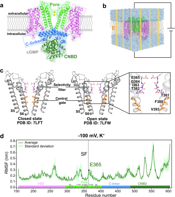 Atomistic mechanism of non-selective cation permeation in cyclic nucleotide-gated CNGA1 ion channel by molecular dynamics simulations