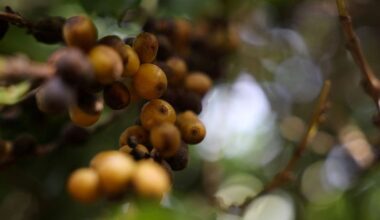 US tariffs behind surge in global arabica prices, Brazil exporters group says