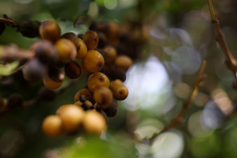 US tariffs behind surge in global arabica prices, Brazil exporters group says