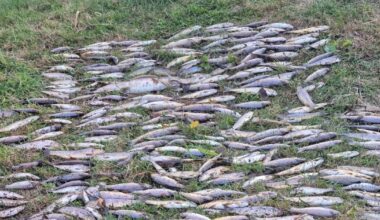 Up to 46,000 fish killed in North Cork 'ecological disaster'