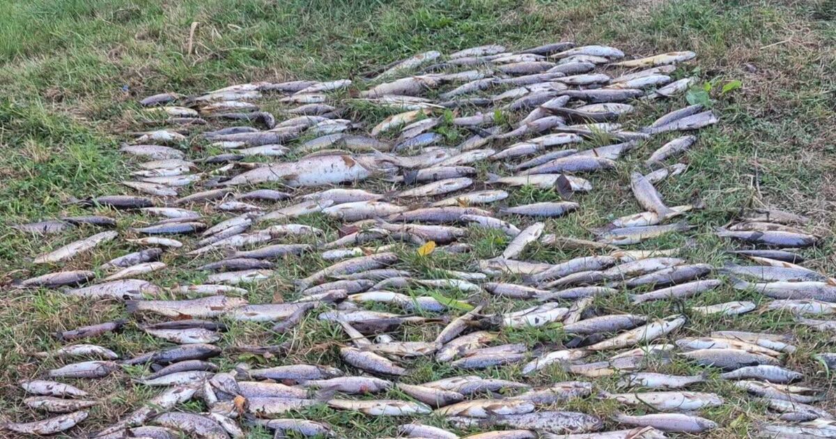 Up to 46,000 fish killed in North Cork 'ecological disaster'
