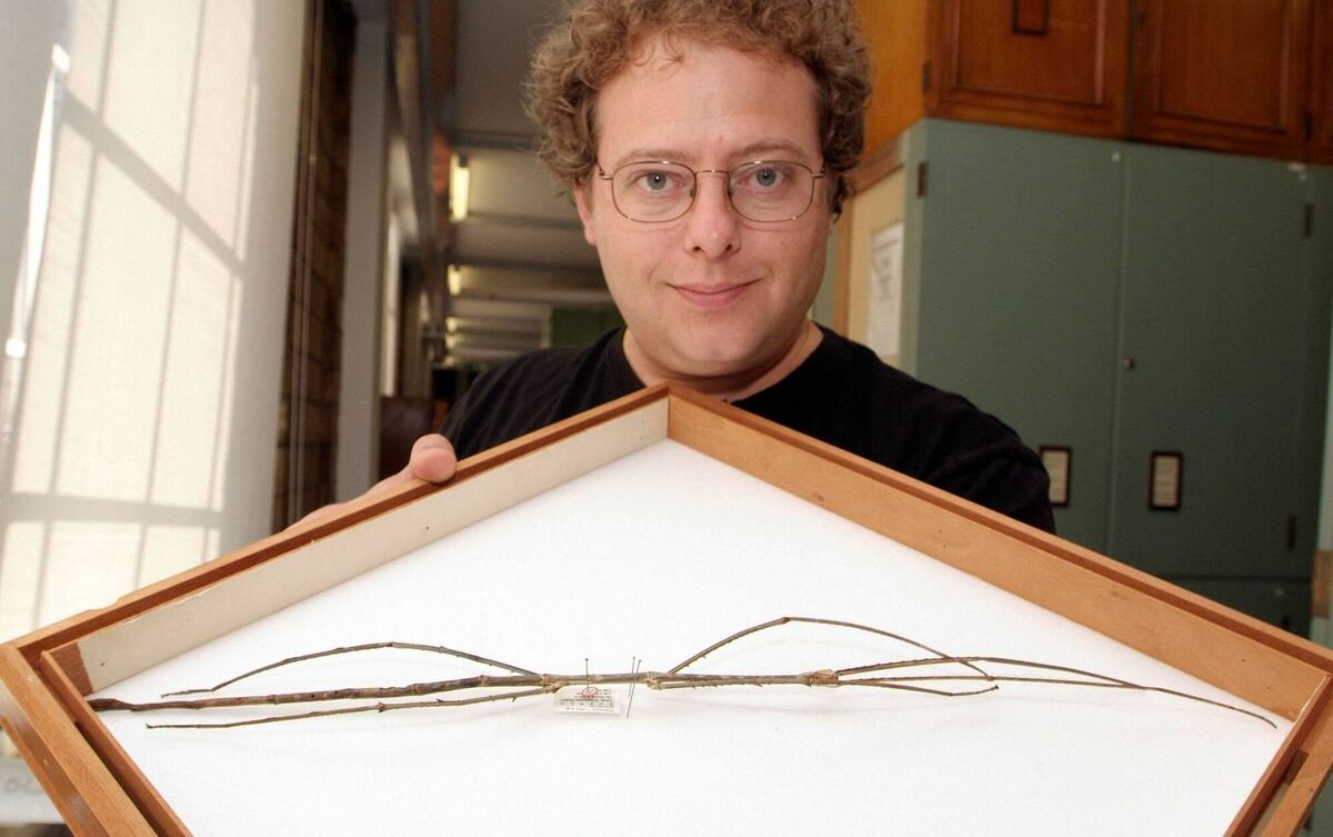 File photo: Orthoptera Curator Dr George Beccaloni, with a giant stick insect named Phobaeticus chani, meaning 'Chan's megastick'. At more than half a metre with legs outstretched, the mammoth creepy crawlie is the world's longest insect. Picture: Natural History Museum/PA Wire
