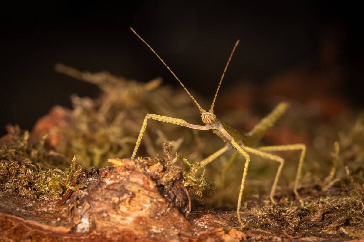 Carausius morosus (Indian stick insect) nymph on bark/moss