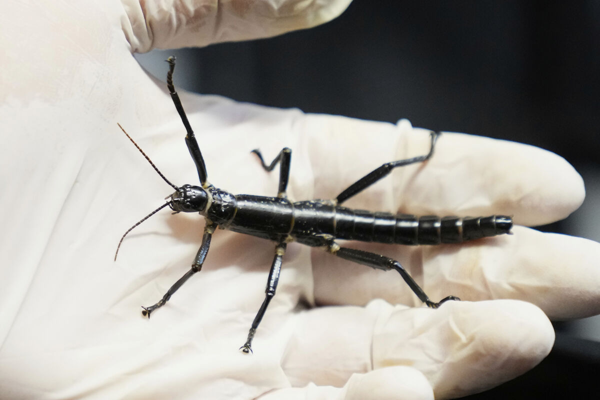 An expert keeper displays a critically endangered Lord Howe Island stick insect, nicknamed 'tree lobster' at the zoo in Prague, Czech Republic, Tuesday, April 8, 2025. Picture: AP Photo/Petr David Josek
